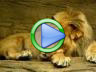 Lion encounter video